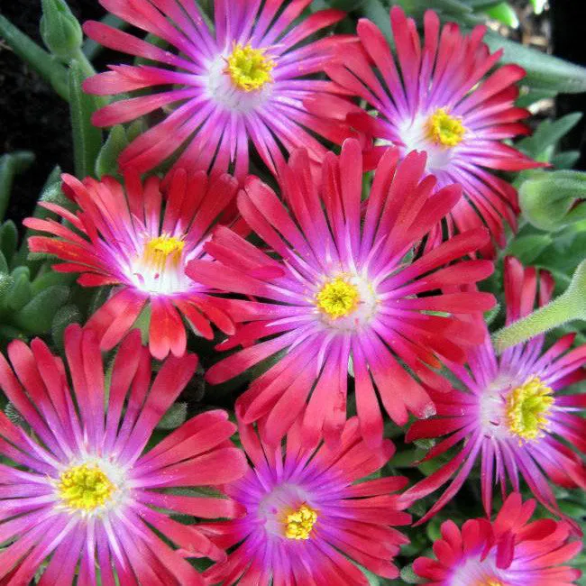 Jewel of Desert Garnet Ice Plant